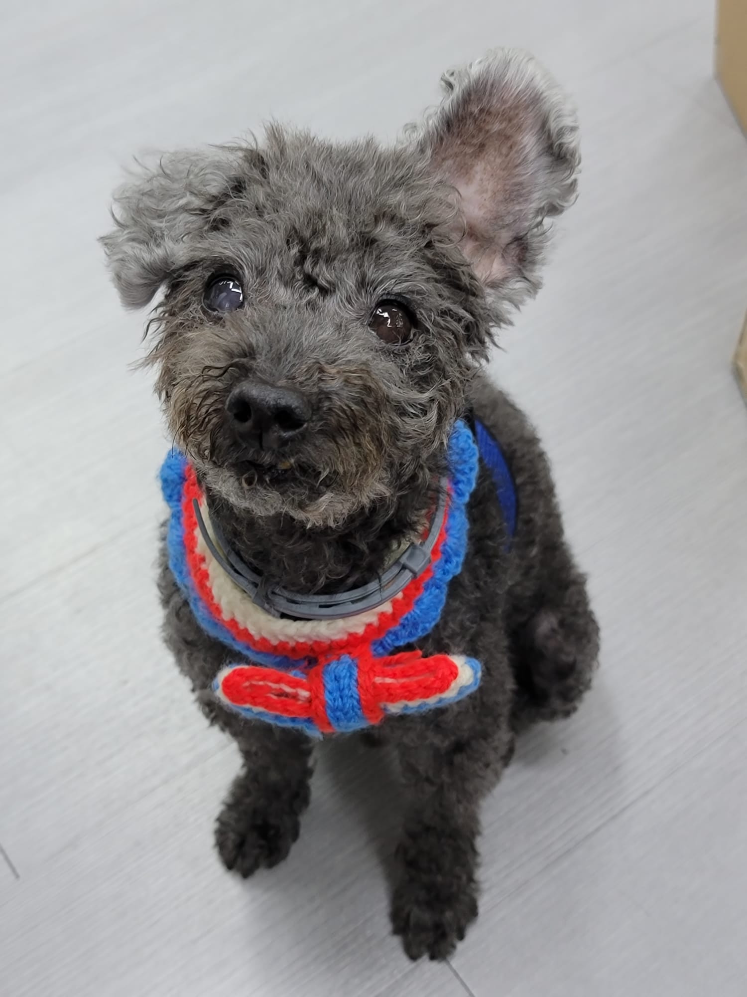 Senior poodle looking up lovingly at caregiver, symbolizing connection, grief and the purpose of saudade paws to offer guidance through a pet's final stage and beyond.
