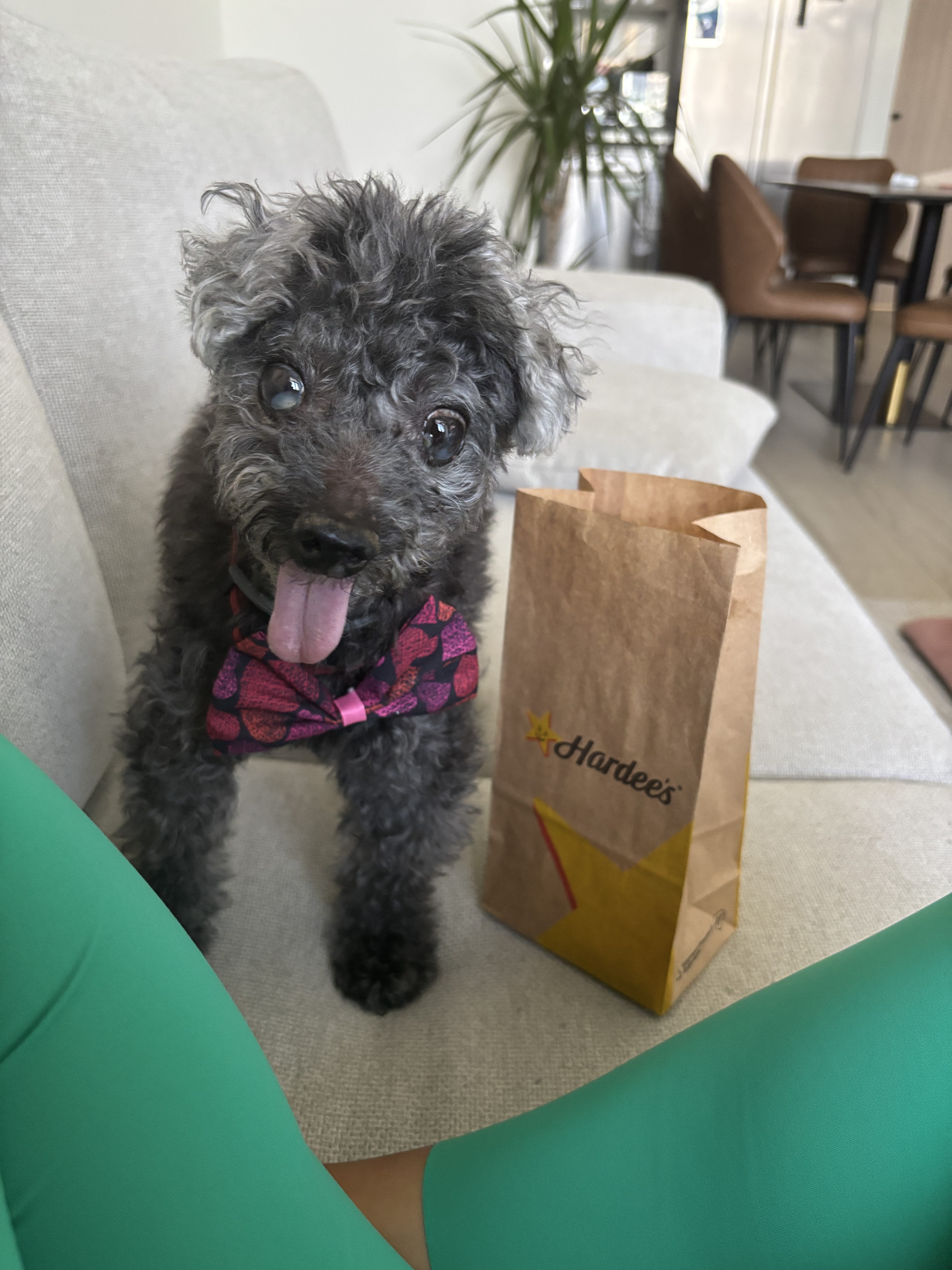 Senior poodle enjoying time peacefully at home, embodying companionship and the emotional journey of caregiving and loss.