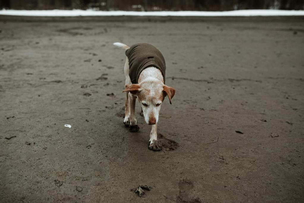 brown and white short coated dog walking on wet sand