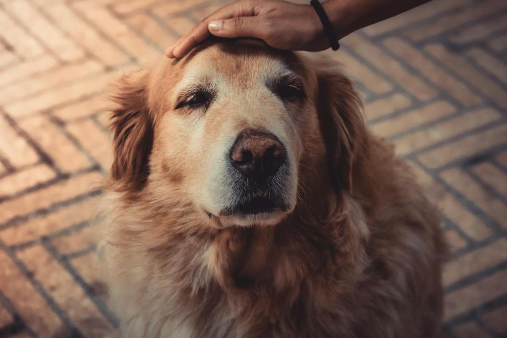 A senior golden retriever being tenderly petted on the head, reflecting the loving care, worry, and emotional preparation that often accompany a pet’s aging and end-of-life journey.