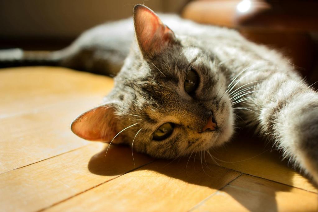A cat gently stretching on the ground, calmly embodying the need for rest and self-care highlighted in the article "The True Cost of Pet Caregiver Fatigue".