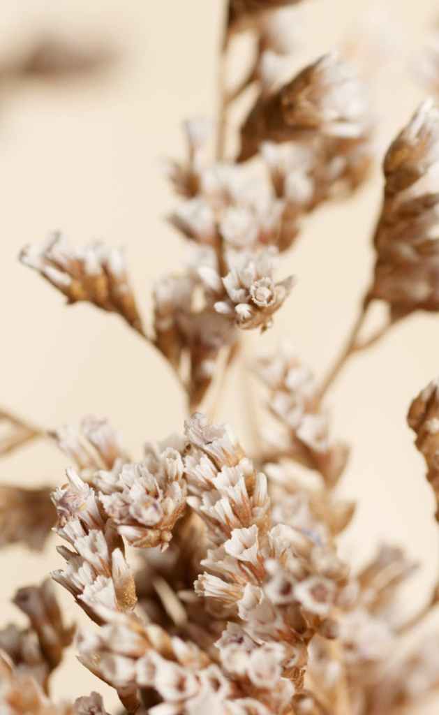 Soft flowers symbolizing peace, remembrance, and the gentle purpose behind saudade paws - offering comfort and guidance to pet caregivers through love and loss.
