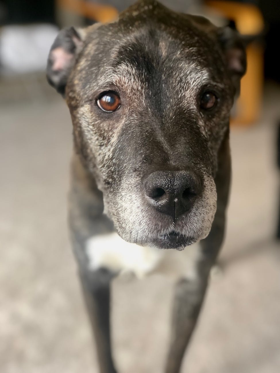 portrait of cute dog