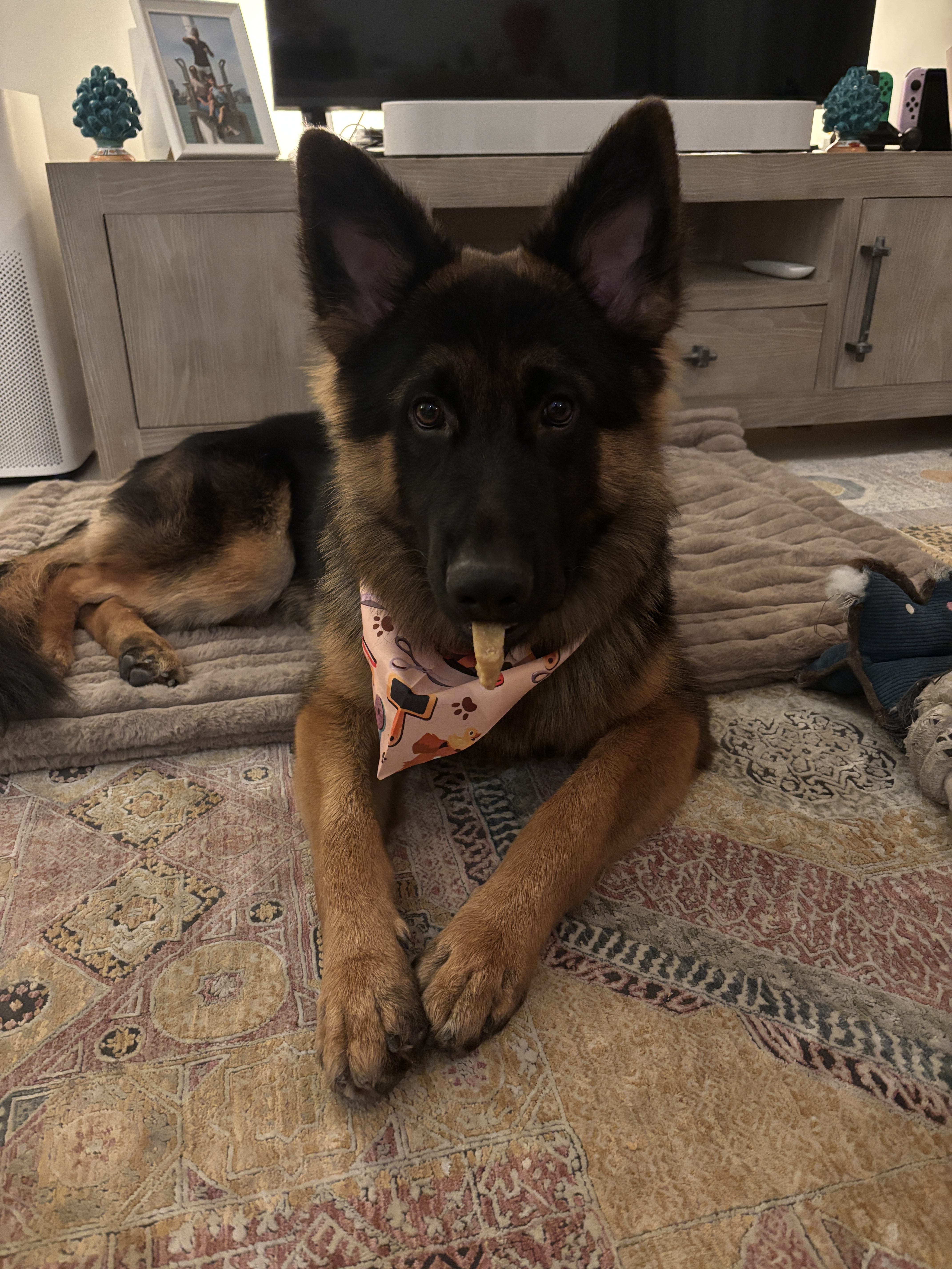 A young German Shepherd foster dog sits looking directly at the camera with his tongue playfully sticking out, showing his energetic and affectionate personality.