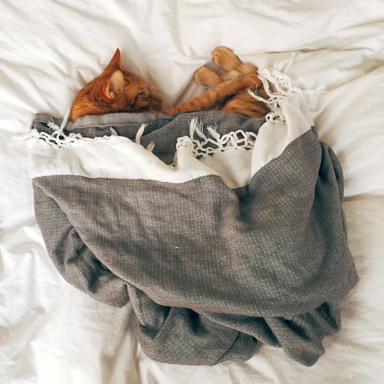 Orange tabby cat sleeping peacefully on a soft white blanket, representing rest, quiet observation, and the subtle signals caregivers try to interpret and understand during a pet’s final stage.
