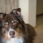 An elderly dog representing a beloved pet receiving hospice caregiving and end-of-life care at home.