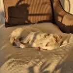 White senior dog sleeping peacefully in the afternoon light, symbolizing gentle pet caregiving and honoring time in a pet’s final chapter.